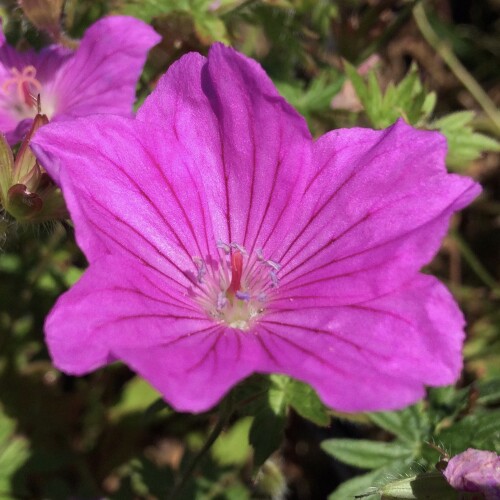 Geranium hybrid 'Blushing Turtle'