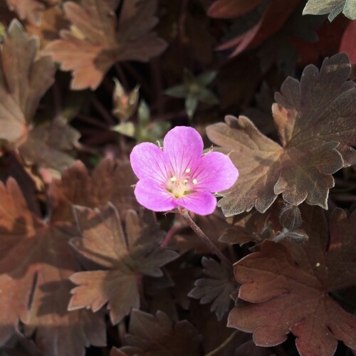 Geranium hybrid 'Bob's Blunder'