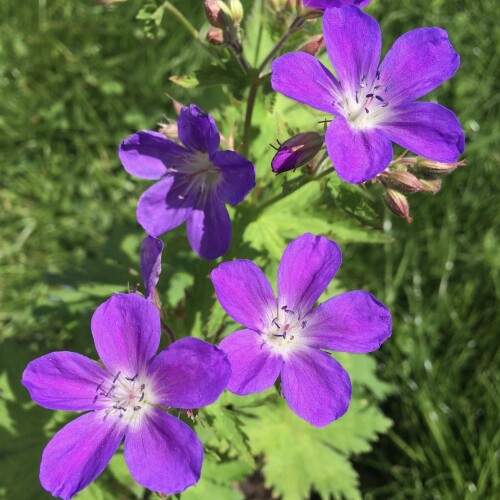 Geranium sylvaticum 'Bridget Lion'