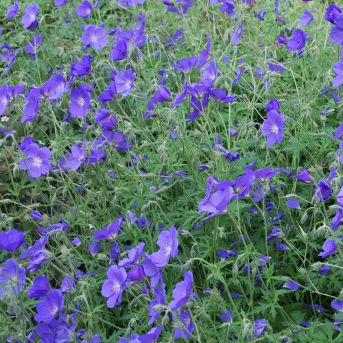 Geranium hybrid 'Brookside'