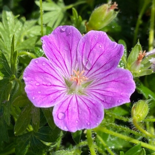 Geranium sanguineum 'Canon Miles'