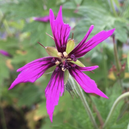 Geranium hybrid 'Catherine Deneuve'