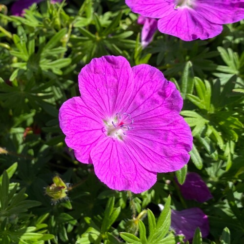 Geranium sanguineum 'Cedric Morris'