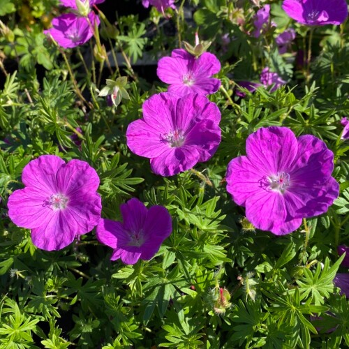 Cedric Morris Cranesbill Nursery