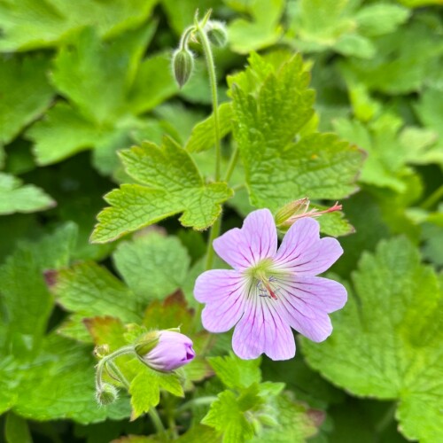 Chantilly Cranesbill Nursery