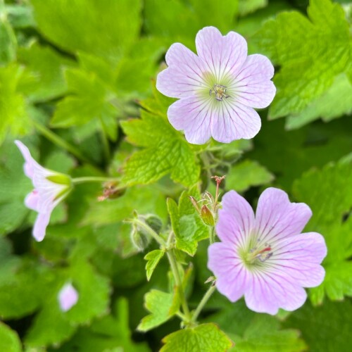 Geranium hybrid 'Chantilly'