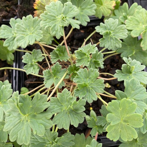 cinereum foliage