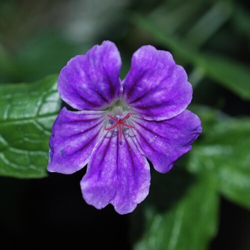 Geranium nodosum 'Clos du Coudray'