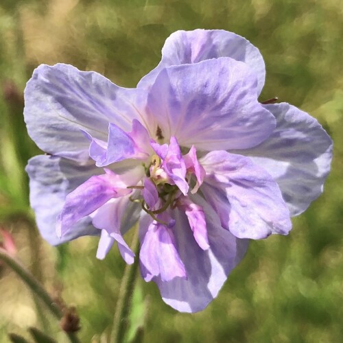 Geranium pratense 'Cloud Nine'