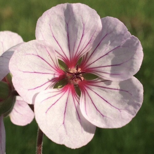 Geranium hybrid 'Coombland White'