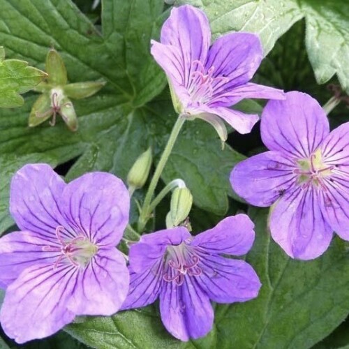 Geranium wlassovianum 'Crug Farm'