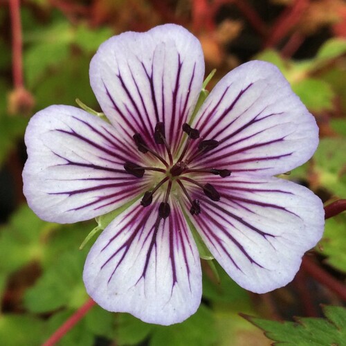 Geranium wallichianum 'Crystal Lake'