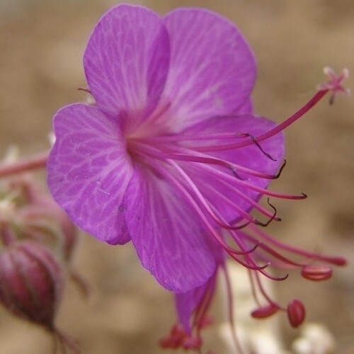 Geranium macrorrhizum 'Czakor'