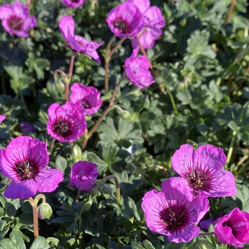 Geranium cinereum 'Jolly Jewel Night'