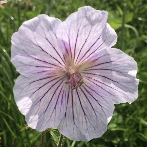 Geranium himalayense 'Derrick Cook'