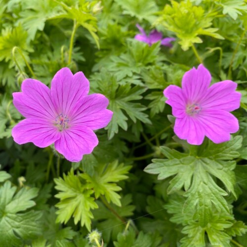 Deux Fleurs Cranesbill Nursery