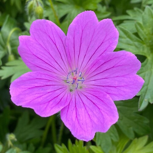 Geranium hybrid 'Deux Fleurs'