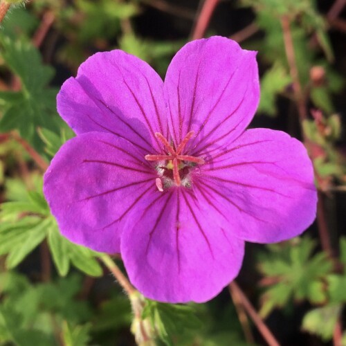 Geranium hybrid 'Dilys'