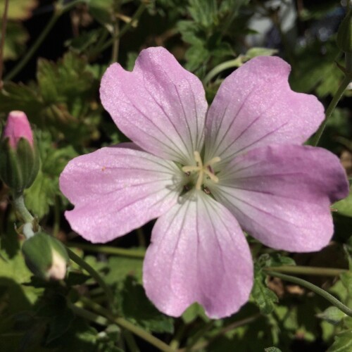 Geranium hybrid 'Dreamland'