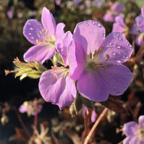 Geranium maculatum 'Elizabeth Ann'