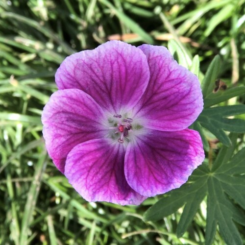 Geranium sanguineum 'Elke'