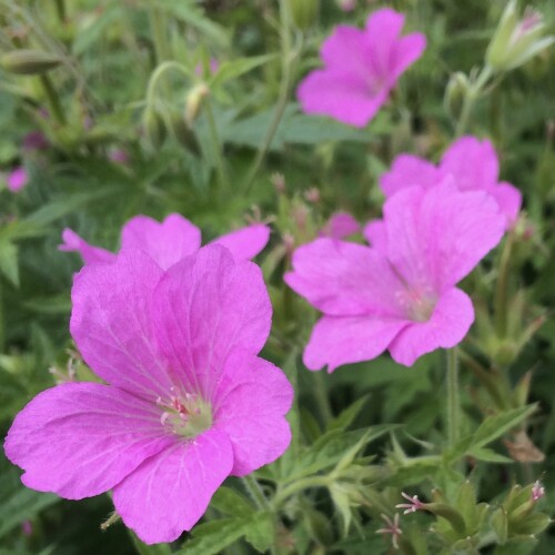 Geranium endressii