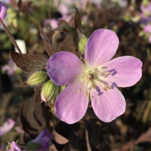 Geranium maculatum 'Espresso'