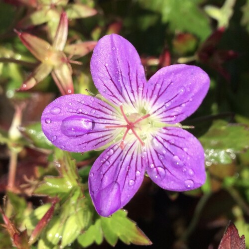 Geranium wlassovianum 'Fay Anna'