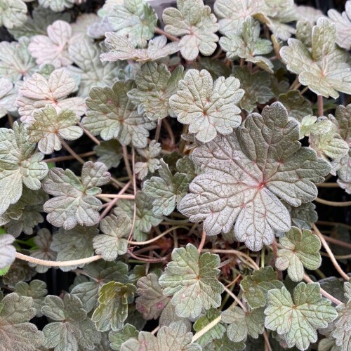 Geranium 'Rothbury Red'