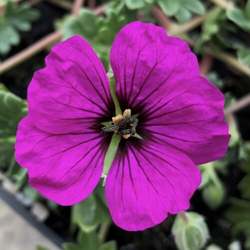 Geranium subcaulescens 'Giuseppii'