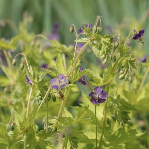 Geranium phaeum 'Golden Spring'