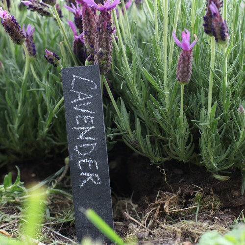 Set of 6 Slate Plant Labels with Crayon