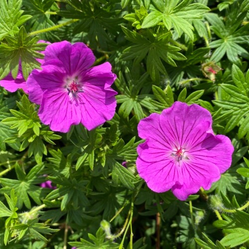 Geranium sanguineum 'Hannelore'