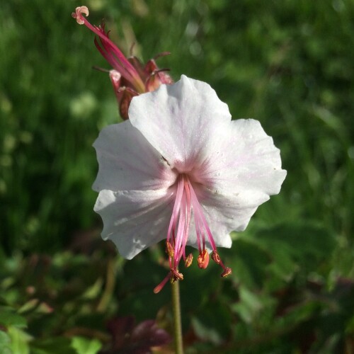 Geranium x cantabrigiense 'Harz'