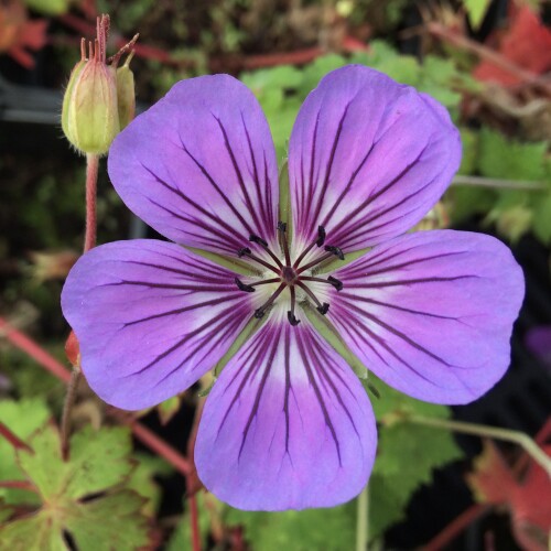 Geranium hybrid 'Havana Blues'