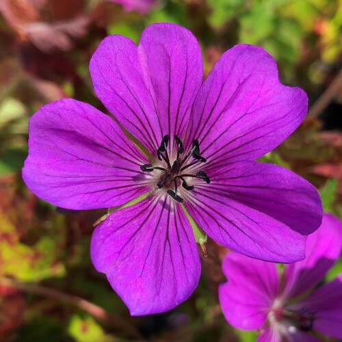 Geranium hybrid 'Hexham Velvet'