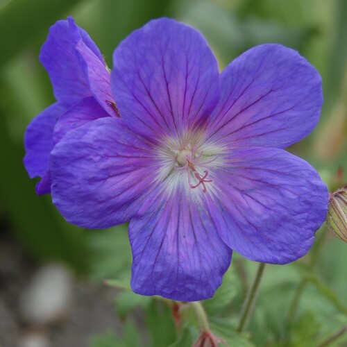 Geranium himalayense