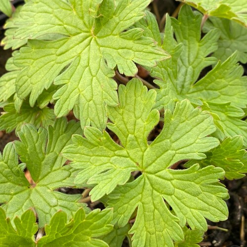 himalayense foliage