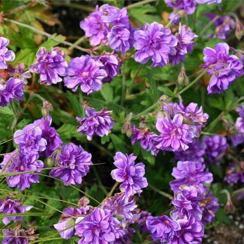 Geranium himalayense 'Plenum'