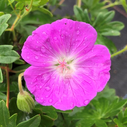 Geranium sanguineum 'Inverness'