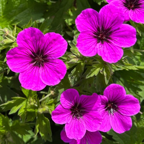 Geranium hybrid 'Ivan'