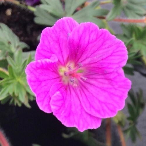 Geranium sanguineum 'John Elsley'