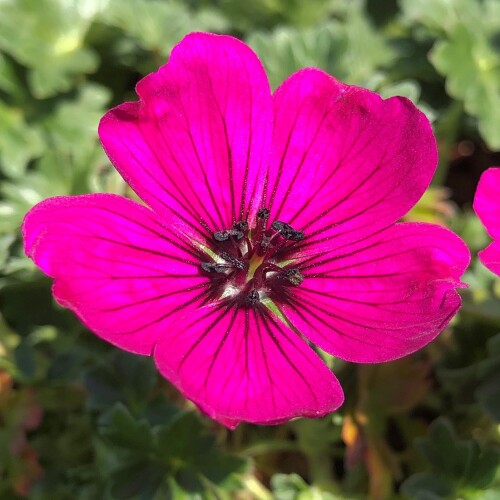 Geranium cinereum 'Jolly Jewel Red'