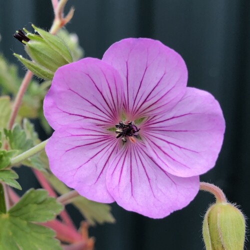 Geranium hybrid 'Joy'