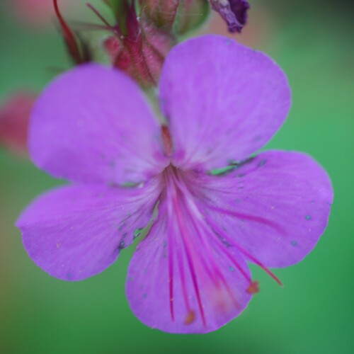 Geranium x cantabrigiense 'Karmina'