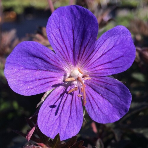 Geranium himalayense 'Kaya'