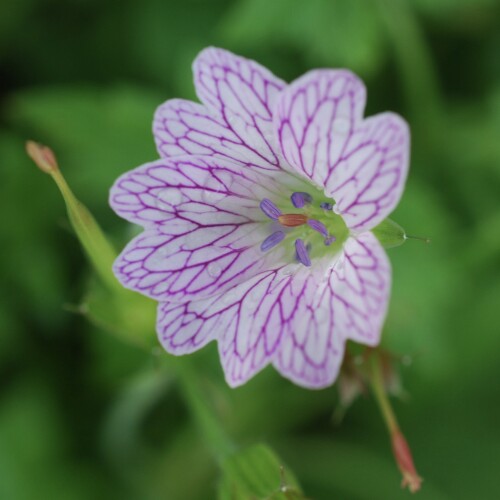 Geranium x oxonianum 'Lace Time'