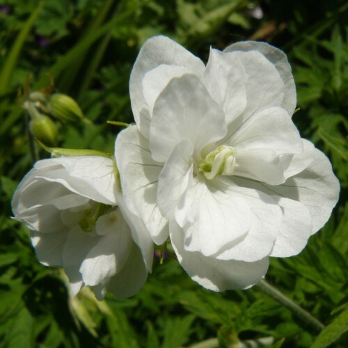 Geranium pratense 'Laura'