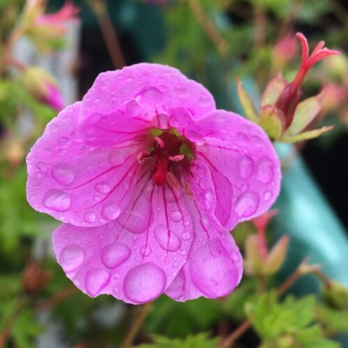 Geranium hybrid 'Light Dilys'