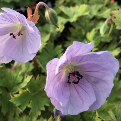 Geranium hybrid 'Lilac Ice'